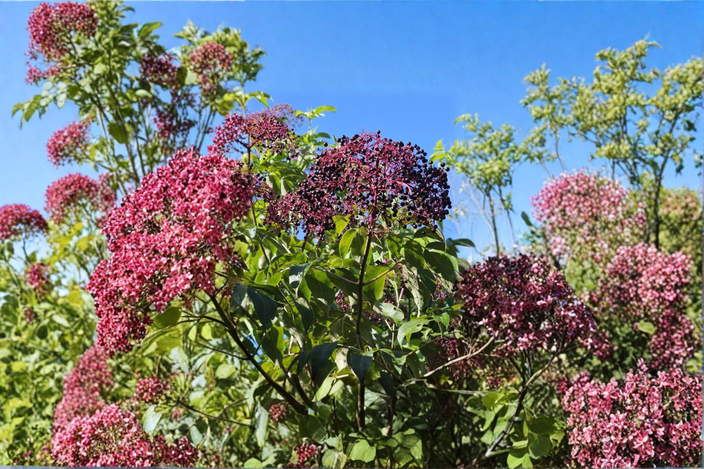 Elderberry 12 Cuttings Dormant (4 York 4 Adams 4 Nova) Sambucus canadensis