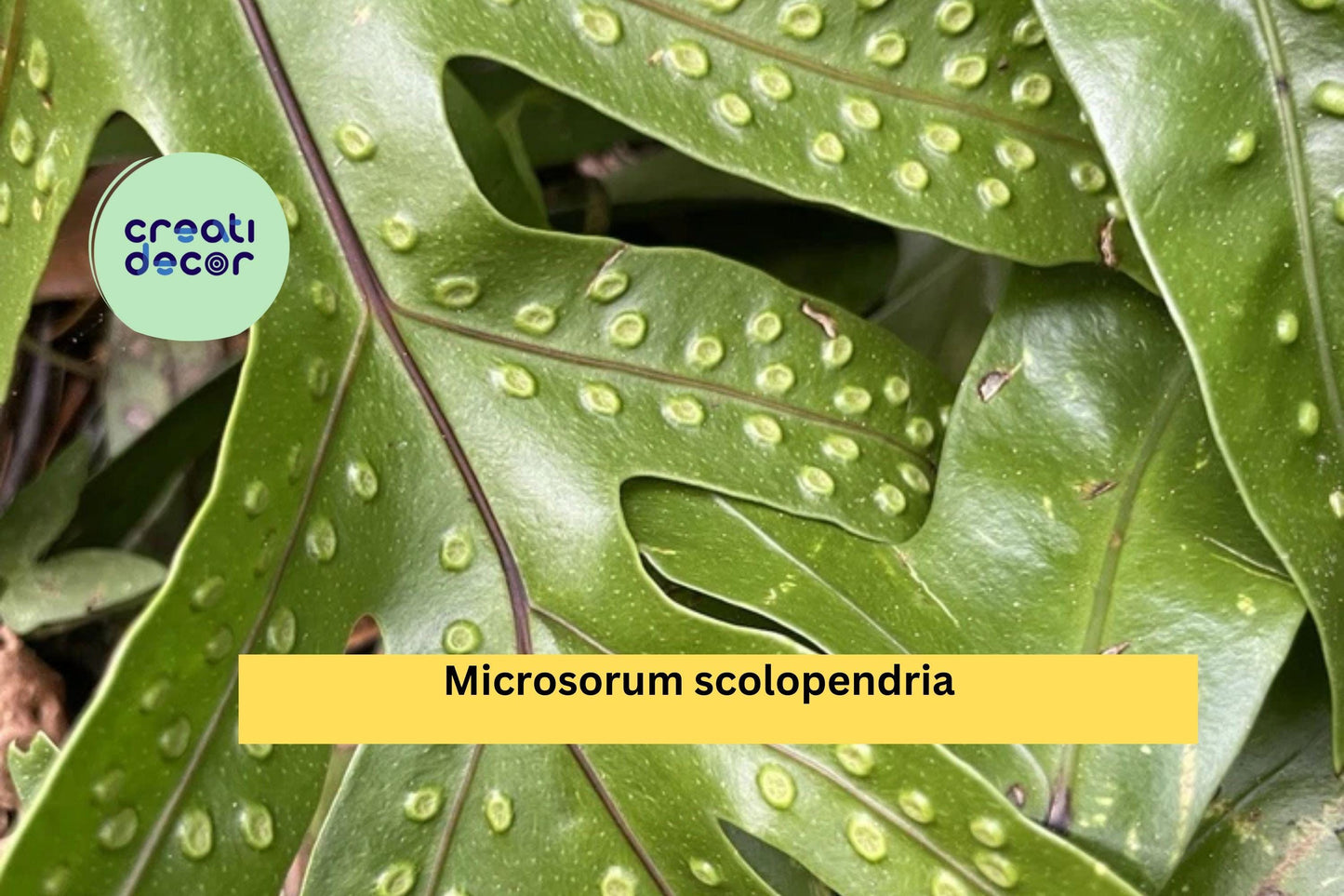Hawaiian Laua’e Fern Rhizome | Microsorum scolopendria Live Monarch Fern Root | Tropical Plant Starter Hawaii Grown