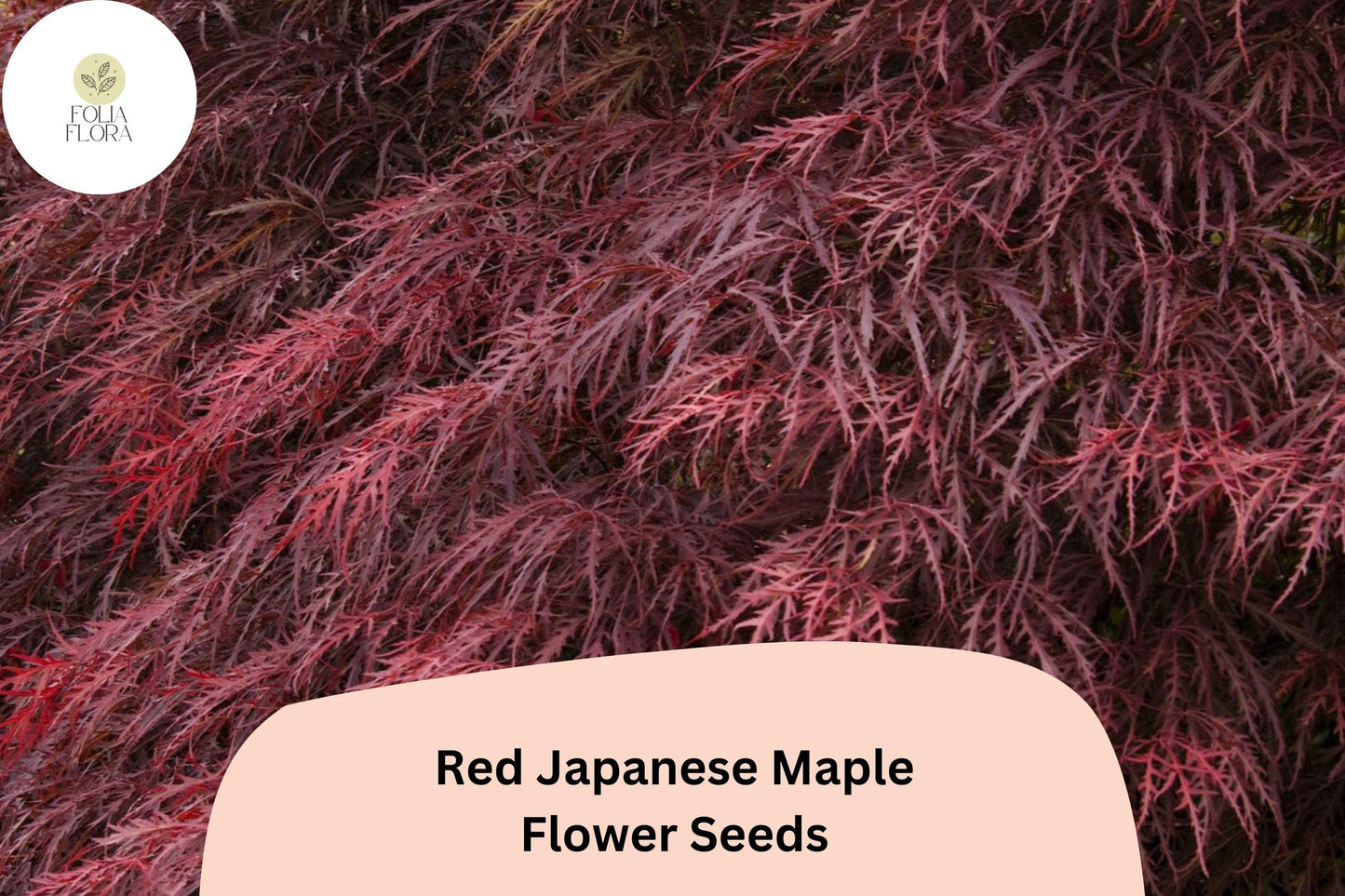 25 Red Japanese Maple Seeds | Acer palmatum Atropurpureum | Rare Ornamental Tree | Brilliant Red Foliage