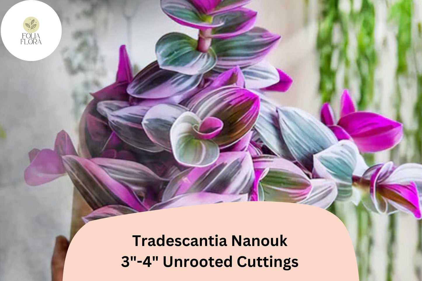 3 Unrooted Tradescantia Nanouk Cuttings 3”-4” | Rare Pink Wandering Jew | Easy Houseplant