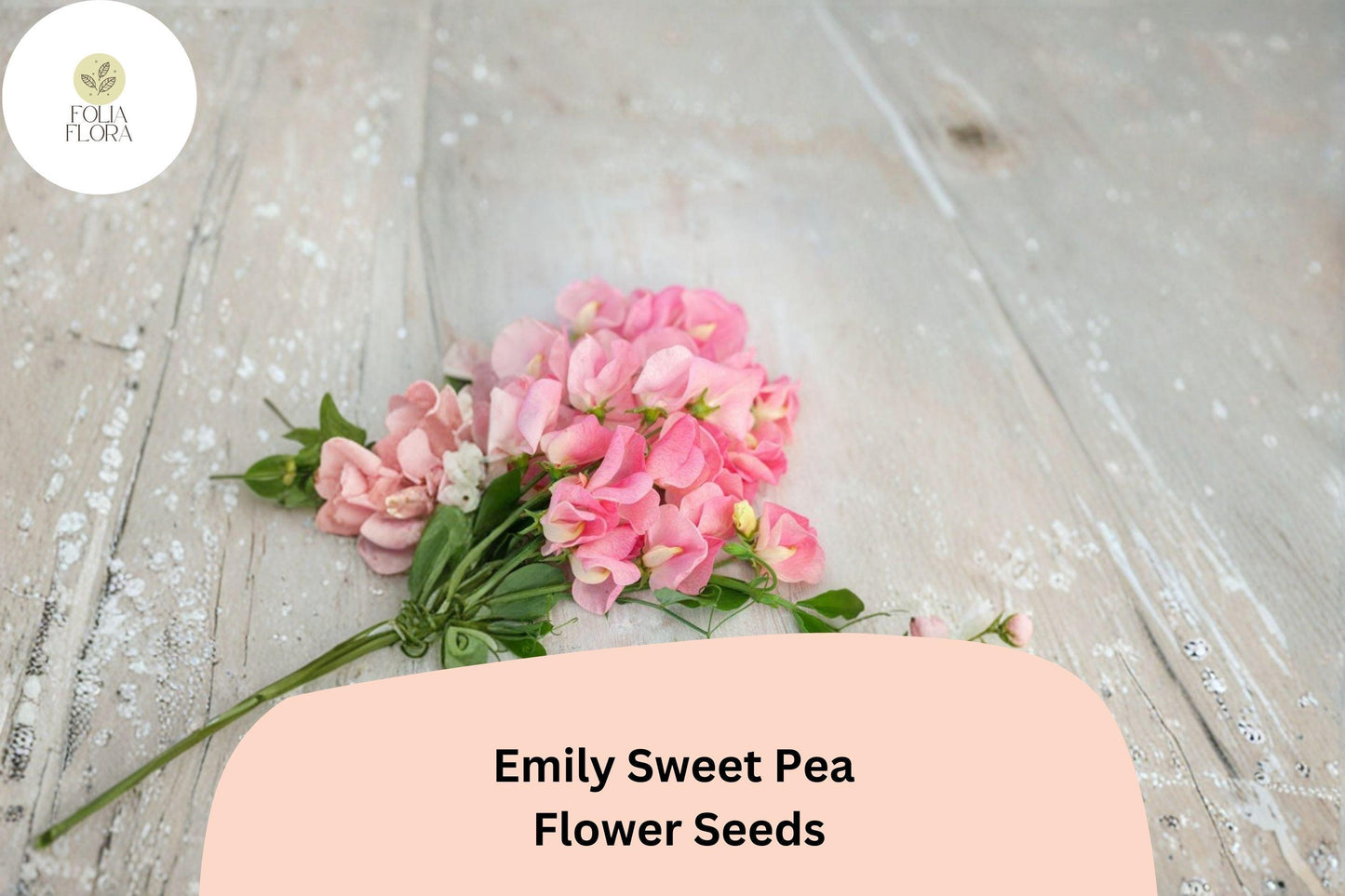 Emily Sweet Pea Seeds | Lathyrus odoratus Soft Pink Blooms Garden Planting (50+ Seeds)