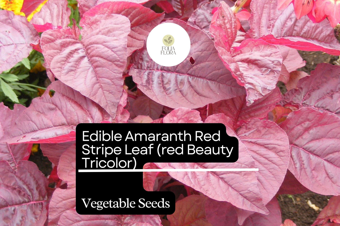 500mg Edible Amaranth Seeds Amaranthus tricolor Red Beauty Red Stripe Leaf for Planting | Heirloom Vegetable Microgreens