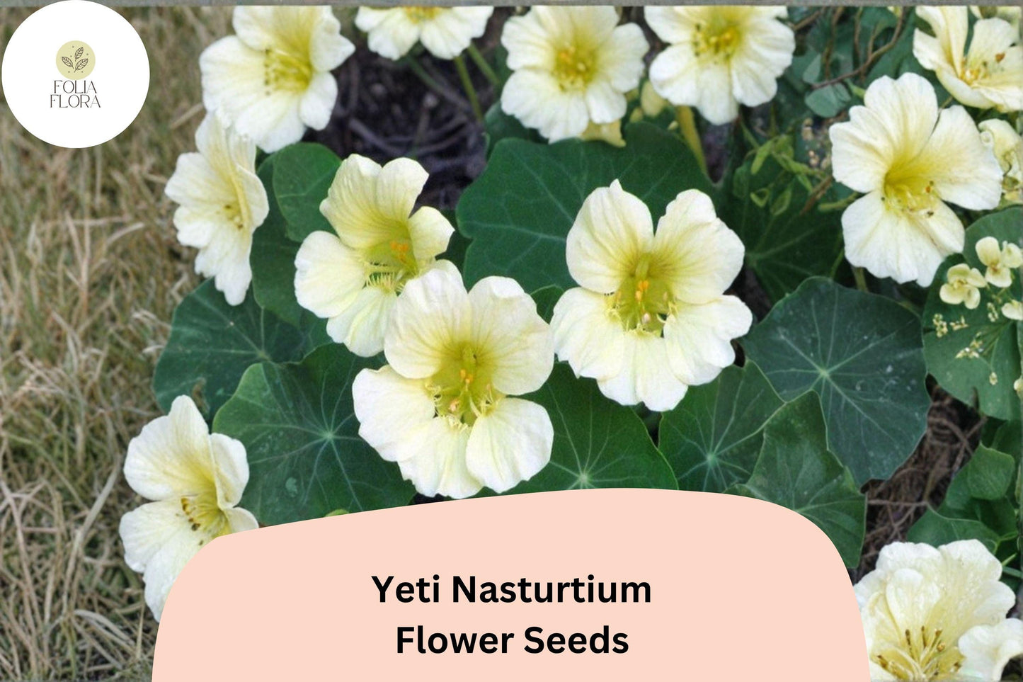 50+ Yeti Nasturtium Seeds | Tropaeolum majus | White Blooms | Trailing Annual for Garden, Containers