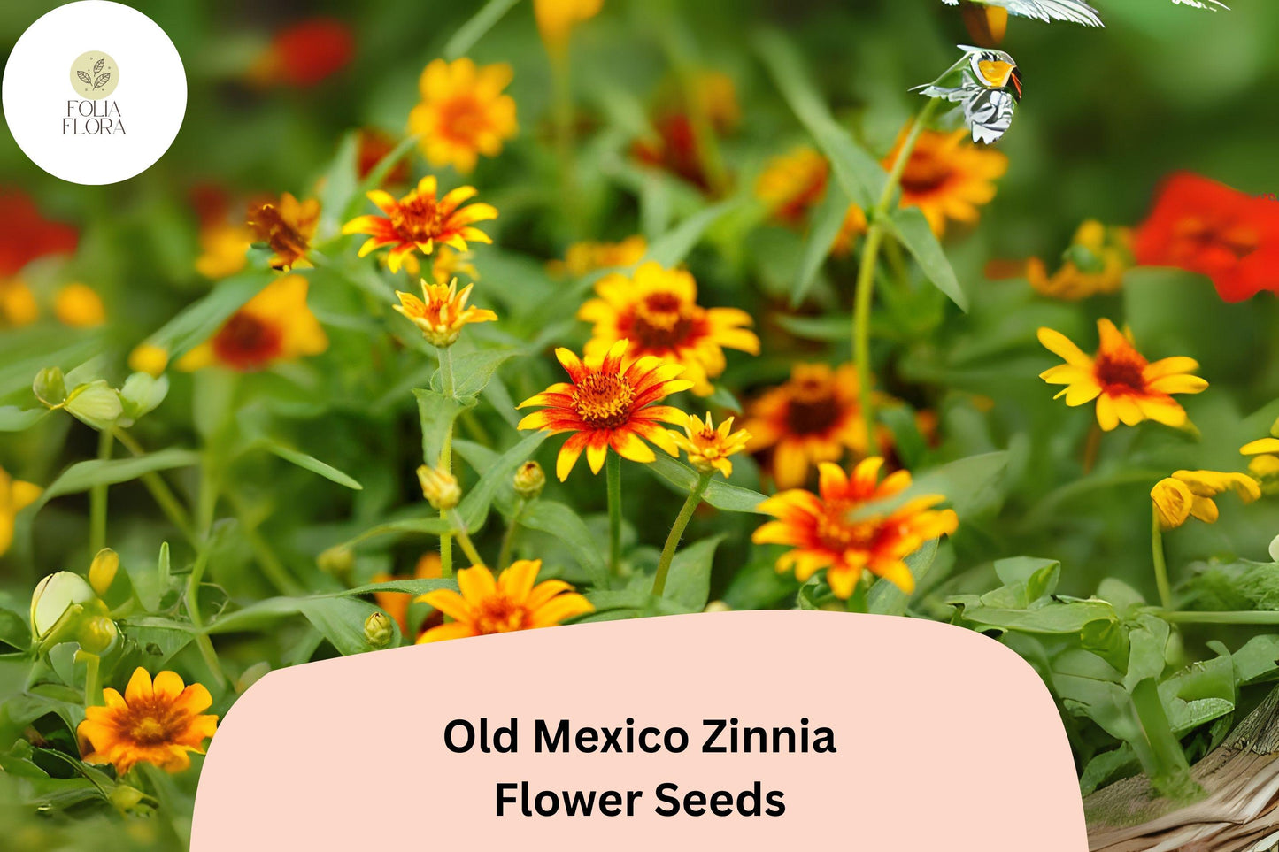 100+ Old Mexico Zinnia Seeds – Rustic Red & Gold Blooms for Garden Beds, Borders and Containers