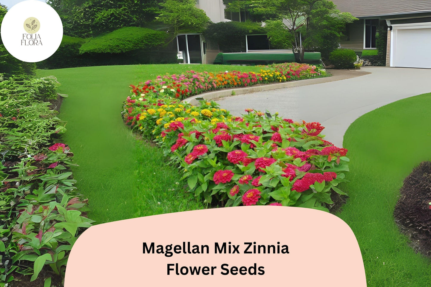 100+ Magellan Mix Zinnia Seeds | Vibrant Mixed Blooms | Compact Garden Annual Flowers, Easy Grow, Cut Flower Variety