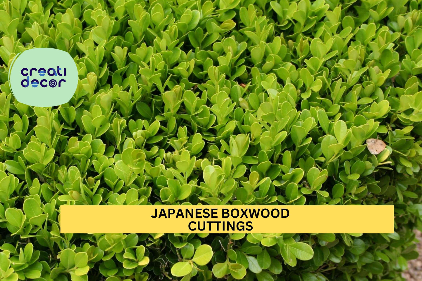 12 Japanese Boxwood Cuttings | Unrooted Buxus Microphylla Stems | Shrub Hedge Starter | Evergreen Privacy Plant