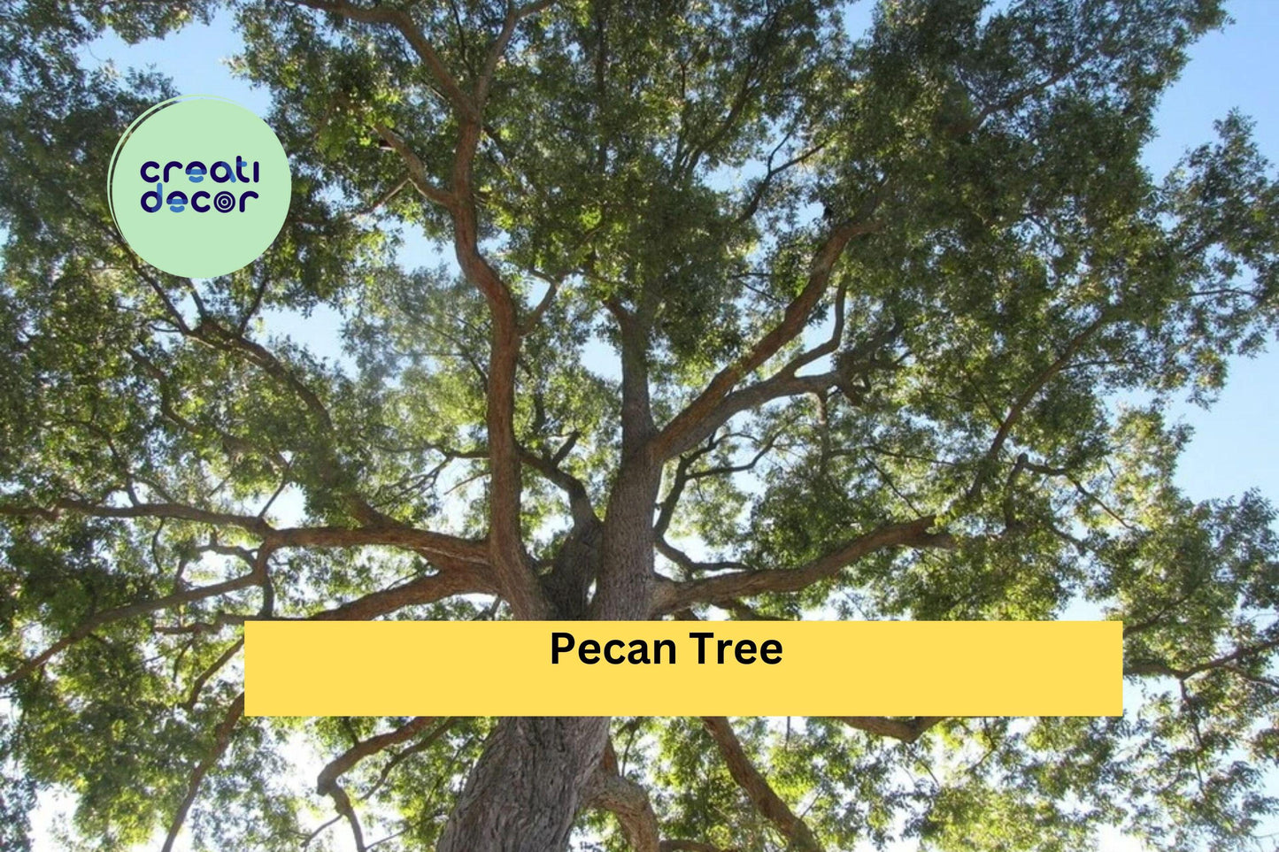 Pecan Tree Live Plants | Set of 2 Bare Root Seedlings 18+ Inches Tall | Hardy Nut Trees for Orchards & Home Garden Planting
