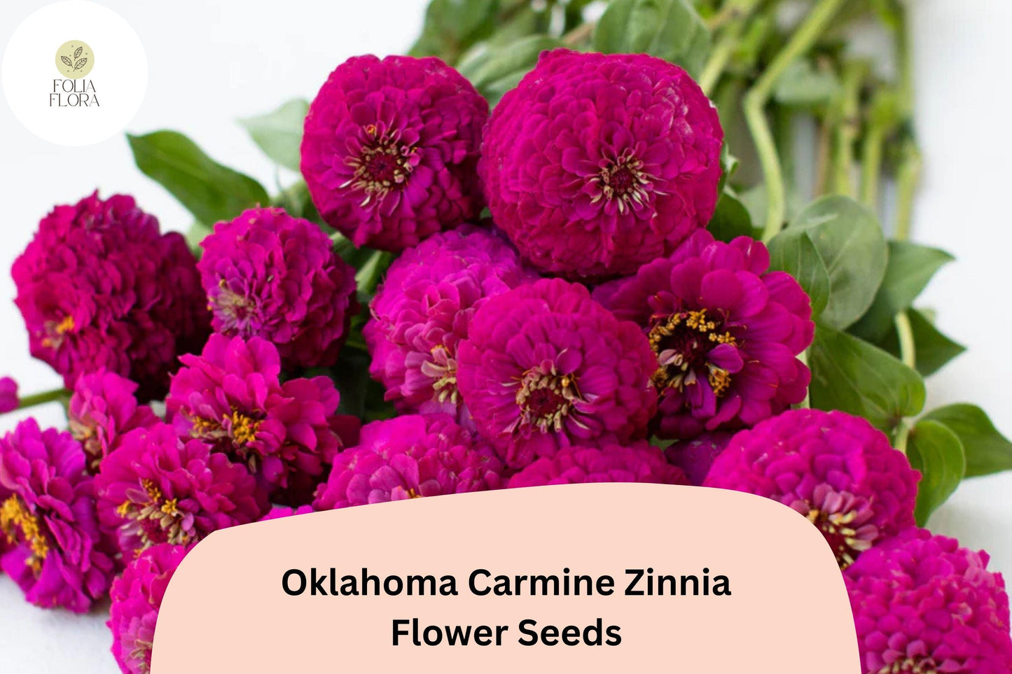 100+ Oklahoma Carmine Zinnia Seeds – Rich Rose-Red Blooms for Garden Planting, Borders & Cut Flowers