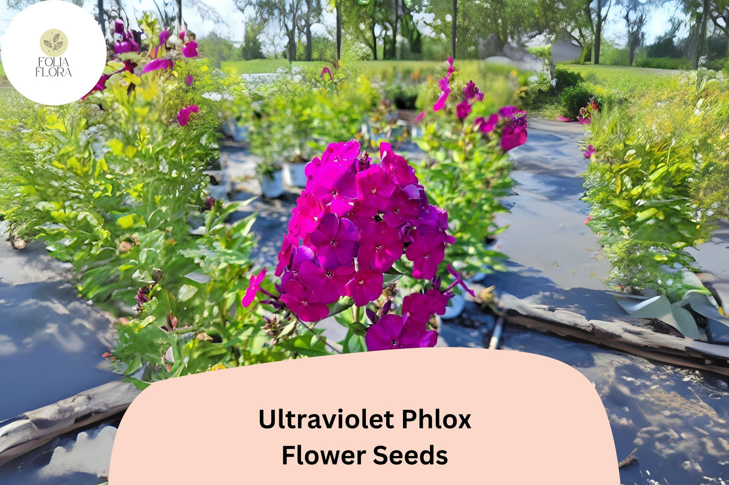 100+ Ultraviolet Phlox Seeds – Vibrant Purple Blooms for Summer Gardens & Pollinator Beds