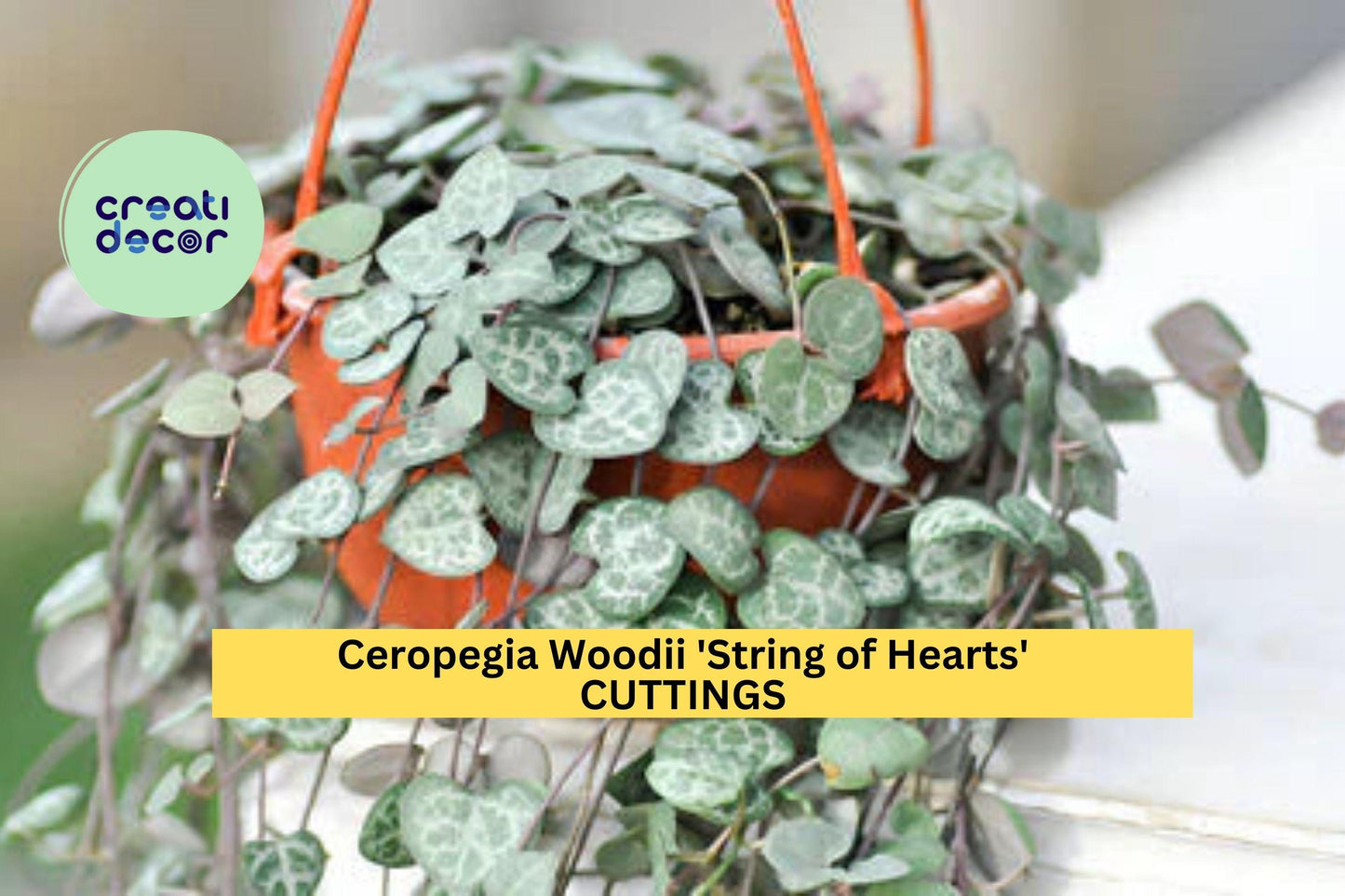 10 String of Hearts Cuttings | Ceropegia Woodii Succulent Vine | 10–12" Trailing Starter | Rare Indoor Plant | USA Seller