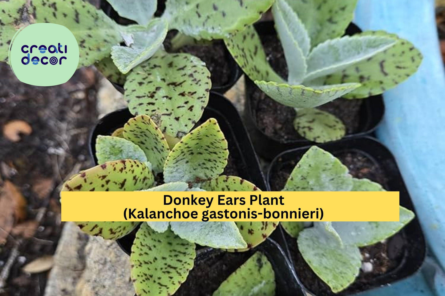 Donkey Ears Plant – Kalanchoe gastonis-bonnieri Succulent, Unique Variegated Leaves, Live Rooted Starter Plant, Tropical Indoor or Patio