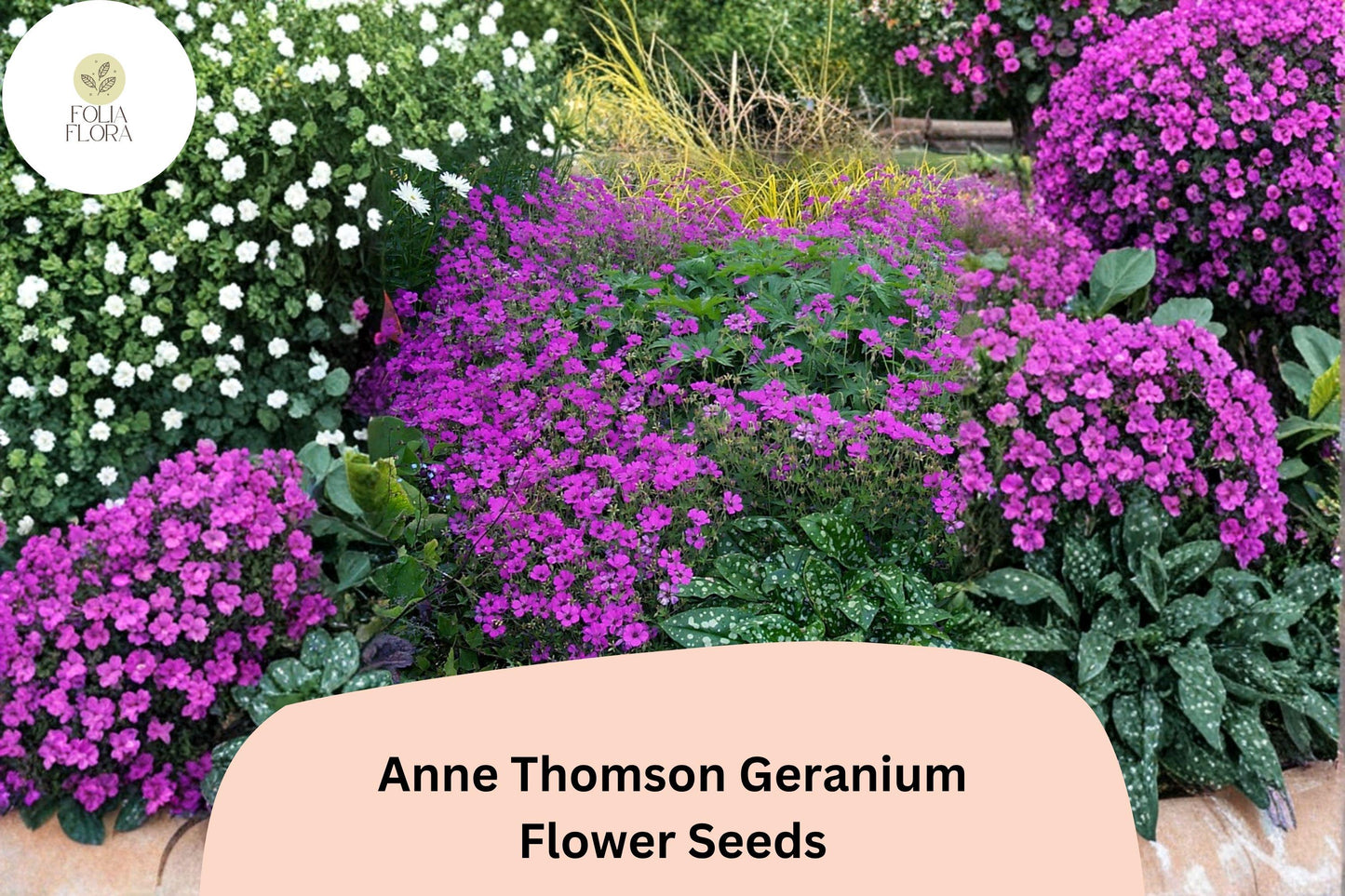 25+ Anne Thomson Geranium Seeds | Hardy Perennial Magenta Cranesbill | Long-Blooming Garden Flower