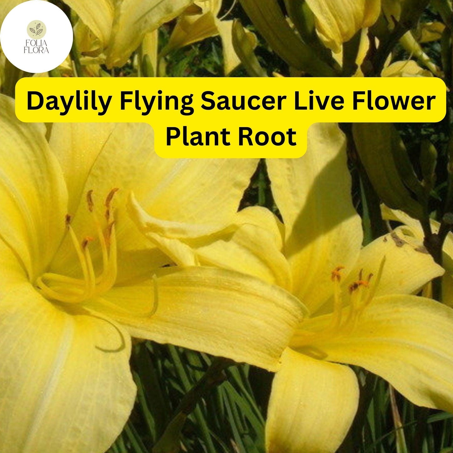 Hemerocallis ‘Flying Saucer’ Daylily | 1 Live Root | Yellow Perennial Flower