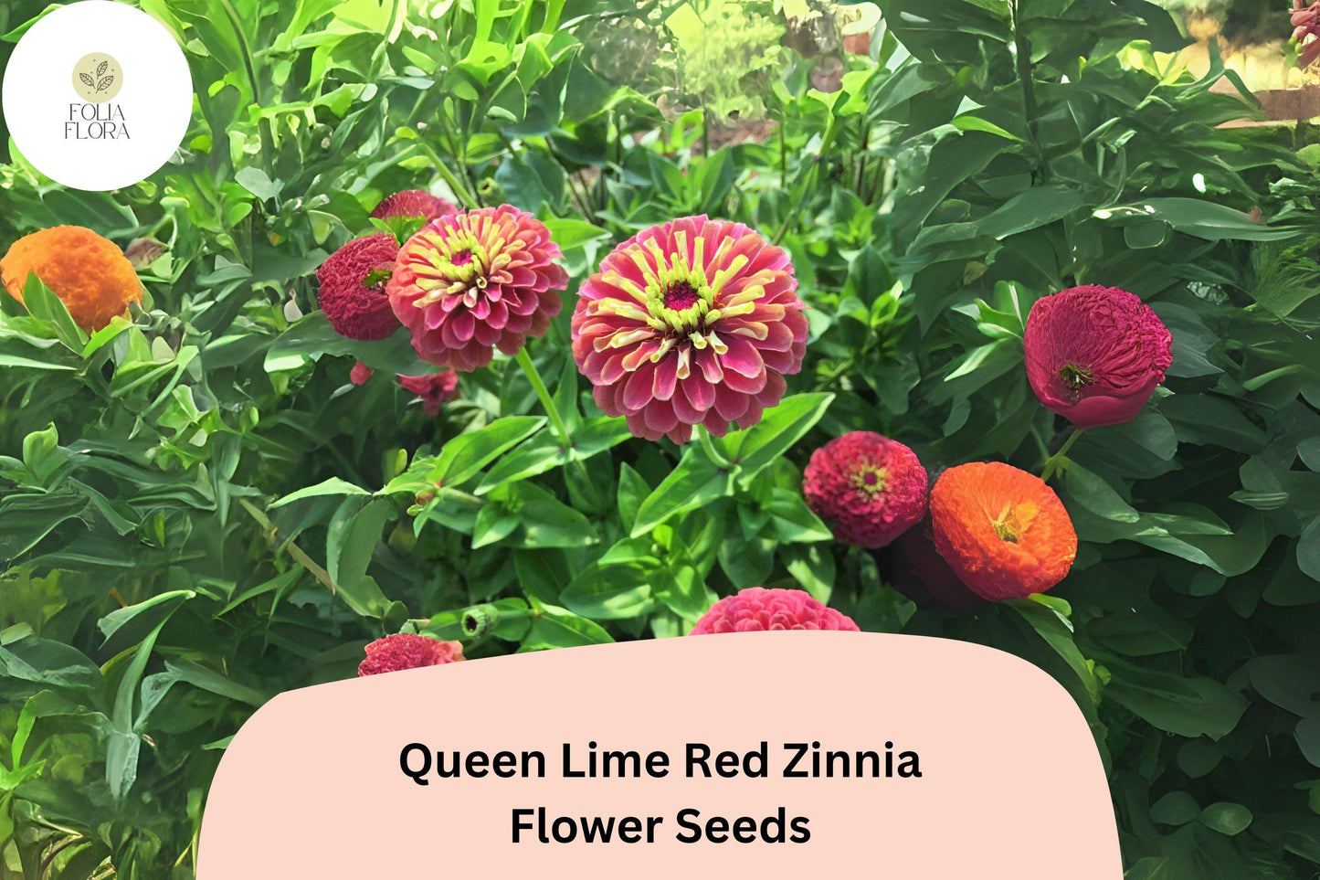 100+ Queen Lime Red Zinnia Seeds – Unique Red-Green Blooms for Garden Planting, Borders & Cut Flowers