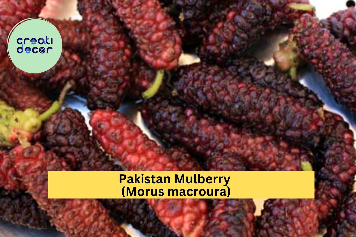 Pakistan Mulberry Cuttings (10 Pack) – Fresh Organic Hardwood Cuttings for Rooting or Grafting, Morus macroura