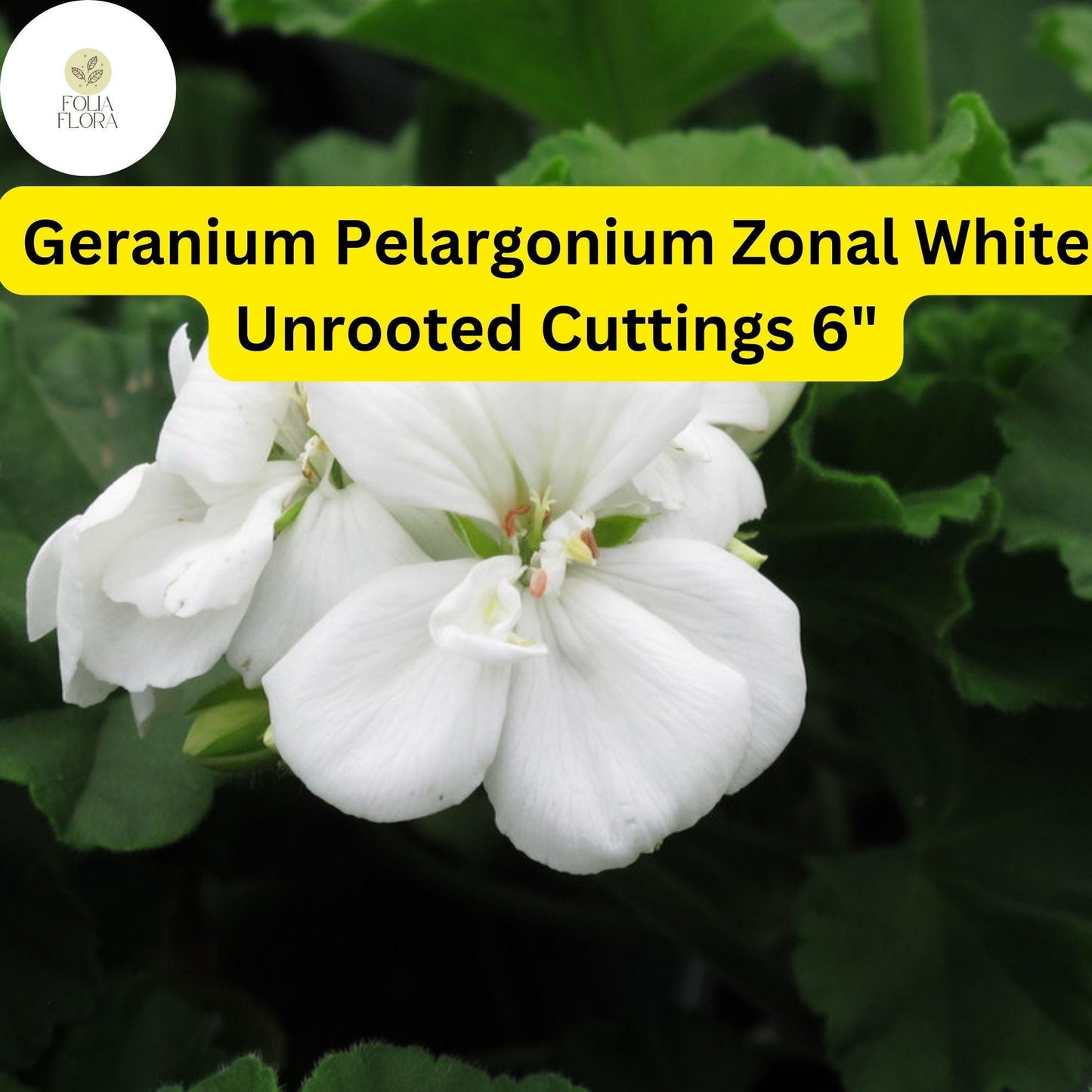 Geranium Pelargonium Zonal ‘White’ | 3 Live 6” Unrooted Cuttings | Classic White Blooms, Easy-Care, Drought-Tolerant Flowering Plant