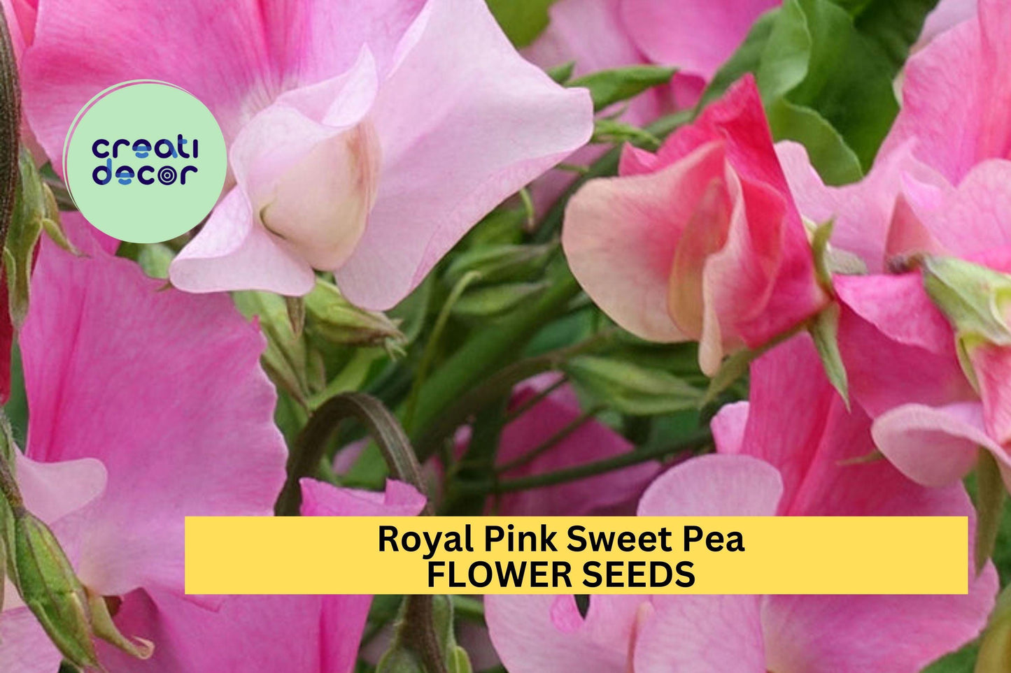 50+ Royal Pink Sweet Pea Seeds – Bright Pink Fragrant Blooms for Garden Planting, Climbing Vines for Trellises & Bouquets – USA