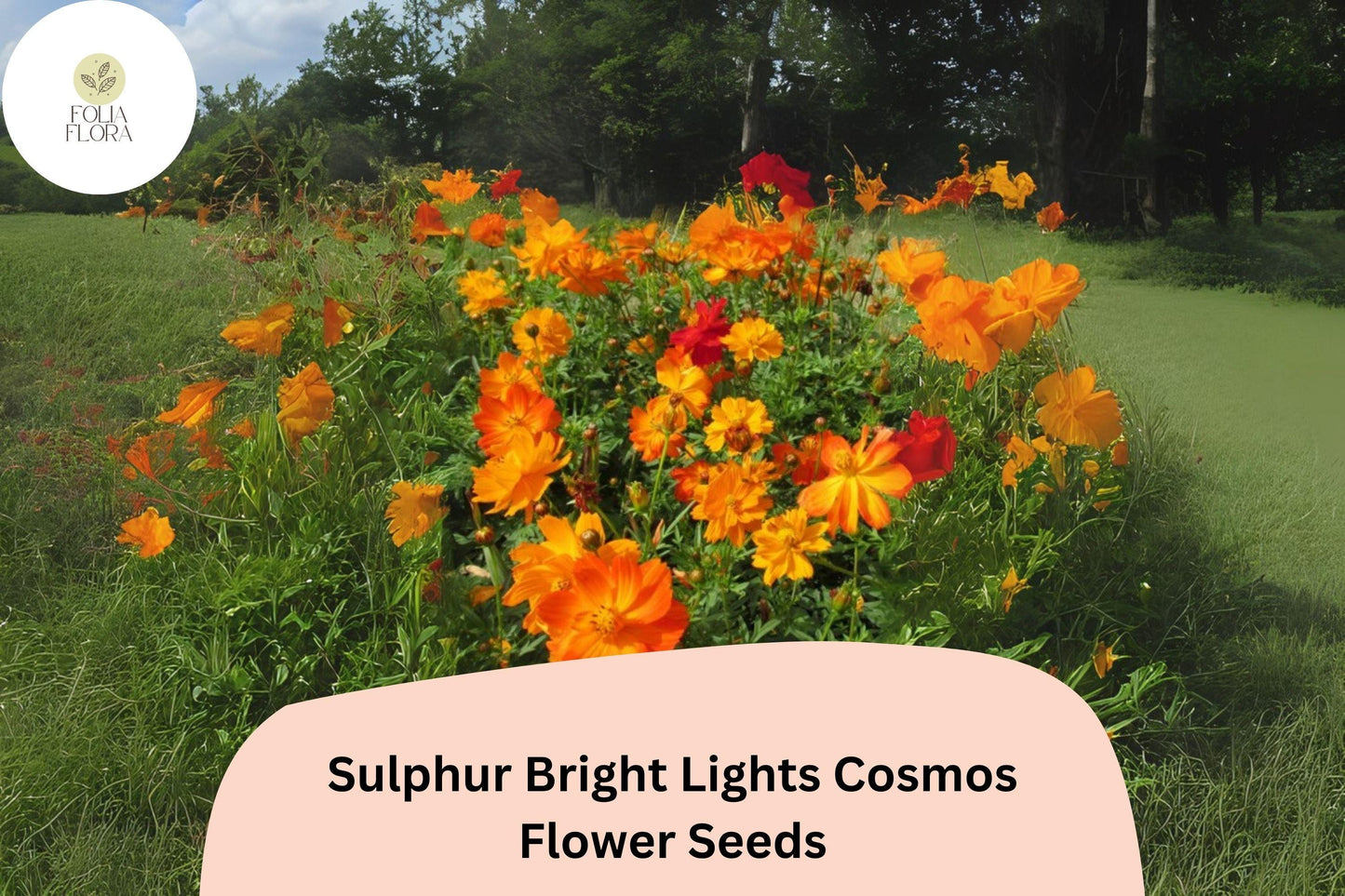 200+ Sulphur Bright Lights Cosmos Seeds | Cosmos sulphureus Orange Yellow Mix | Hardy Annual Flower Seeds