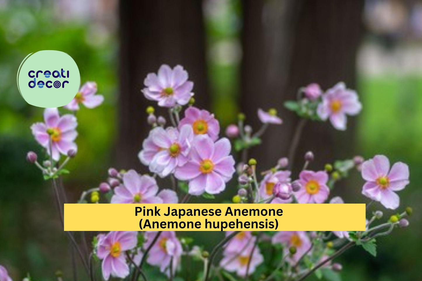 Pink Japanese Anemone Rootstock 10-Pack – Anemone hupehensis – Bare Root Hardy Perennial, Late-Summer Garden Blooms