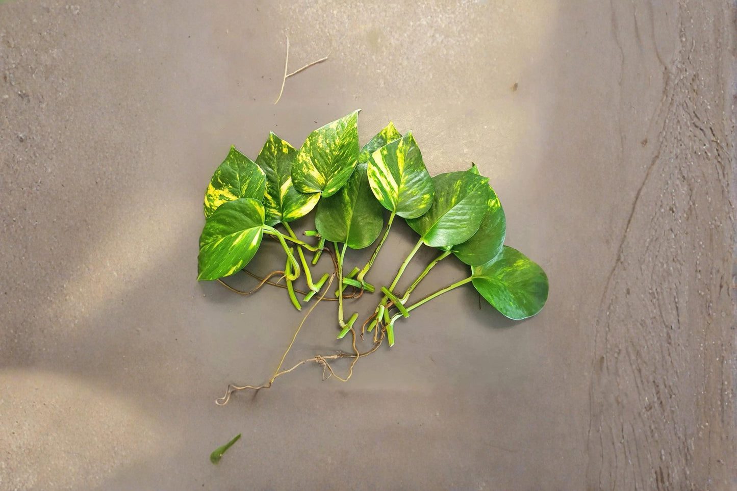 Golden Pothos 10 Leaves with Roots (Epipremnum aureum) Rooted Cuttings
