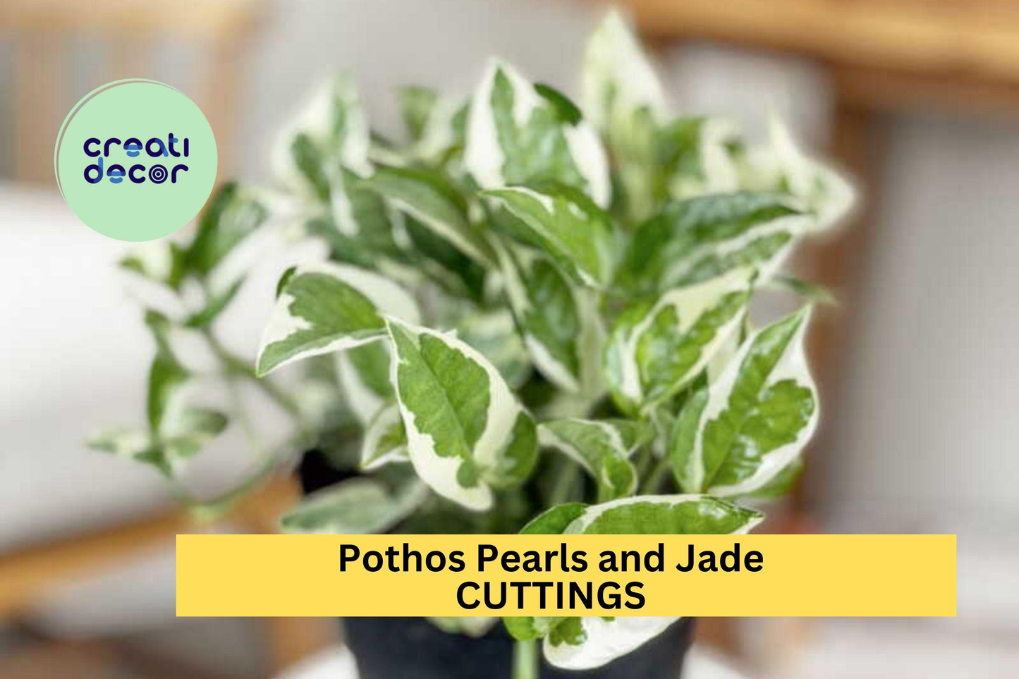 Pothos 'Pearls and Jade' 3 Cuttings | Variegated Devil’s Ivy Starter | Indoor Houseplant for Hanging Basket or Shelf Décor