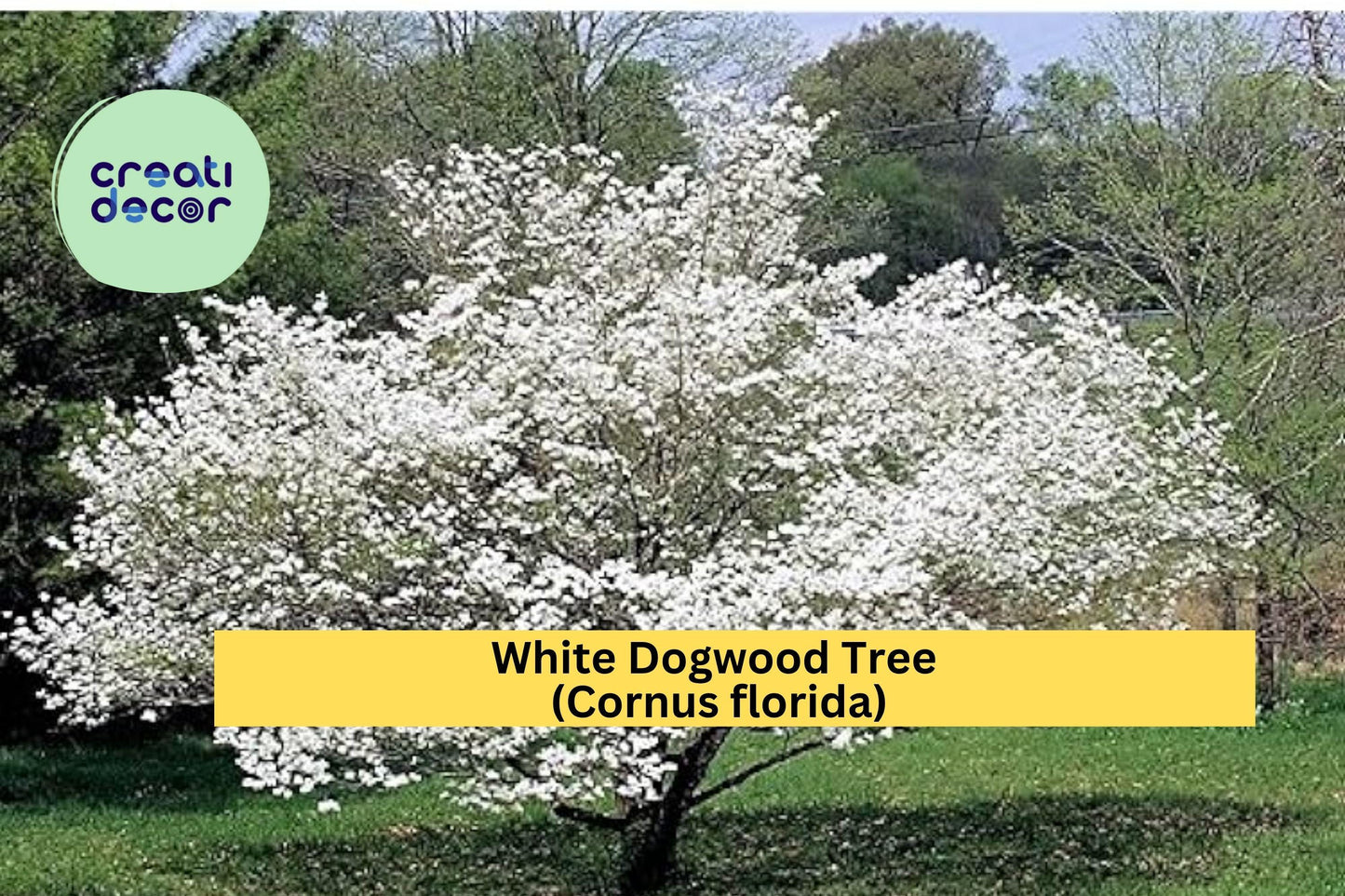 White Dogwood Tree Bare Root 12–24" Tall – Cornus florida – Flowering Ornamental Tree for Garden or Landscape Planting