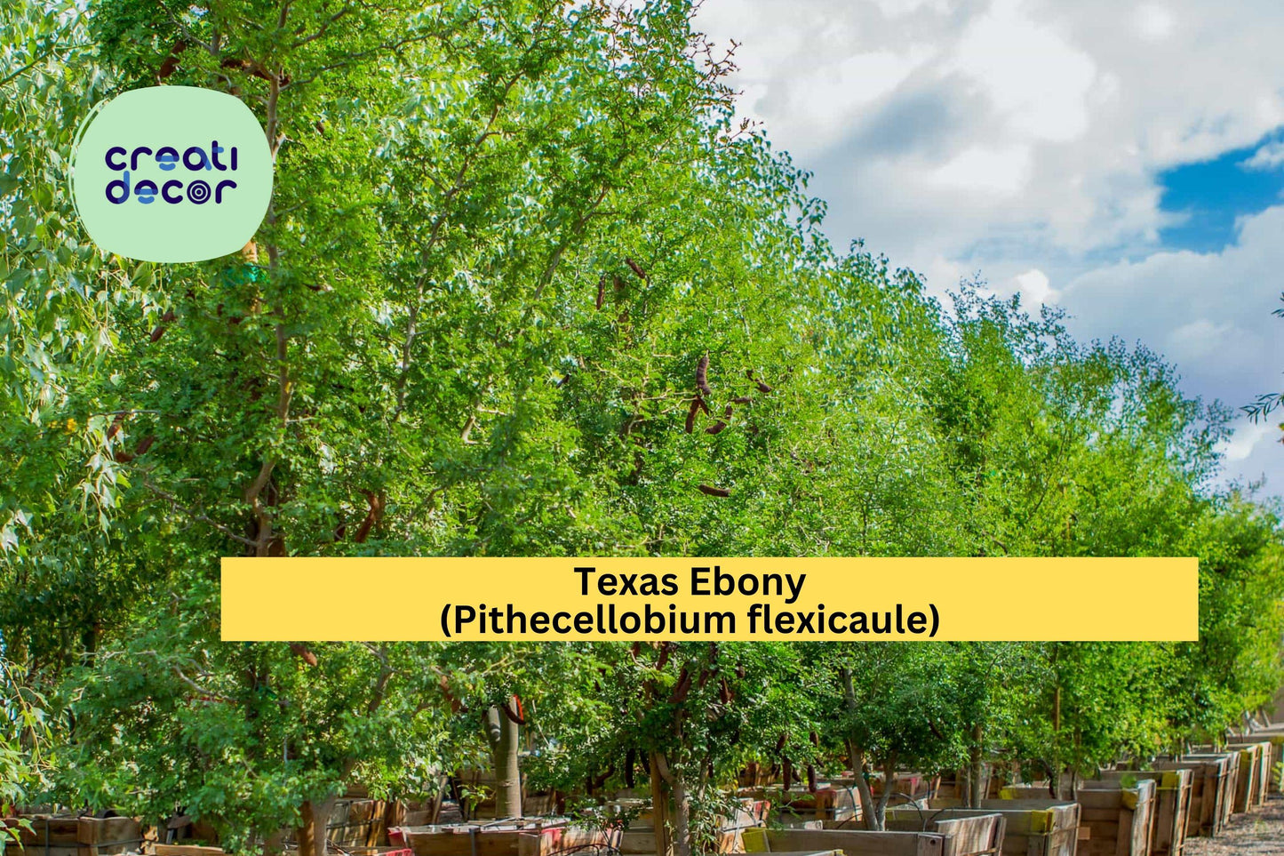 Texas Ebony Seeds (Pithecellobium flexicaule) – 10 Drought-Tolerant Tree Seeds | Bonsai or Shade Tree | Native Southwest Legume