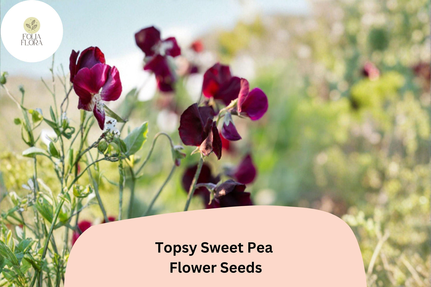 Topsy Sweet Pea Seeds | Lathyrus odoratus Climbing Vine (50+ Seeds) for Garden Planting
