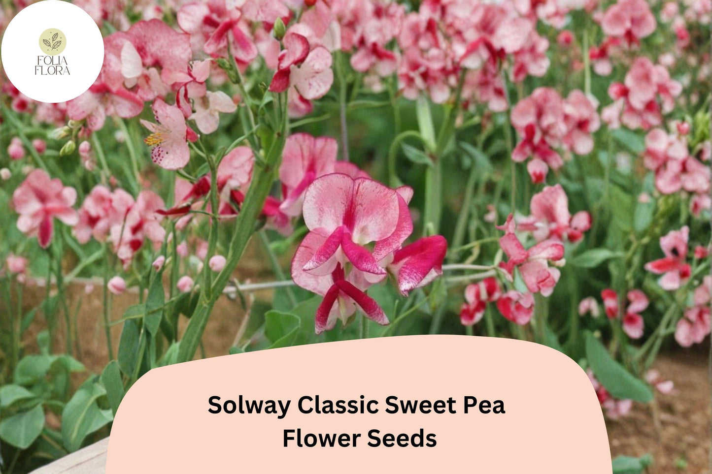 50+ Solway Classic Semi-Dwarf Sweet Pea Seeds | Soft Pastel Compact Climbing Flowers for Garden