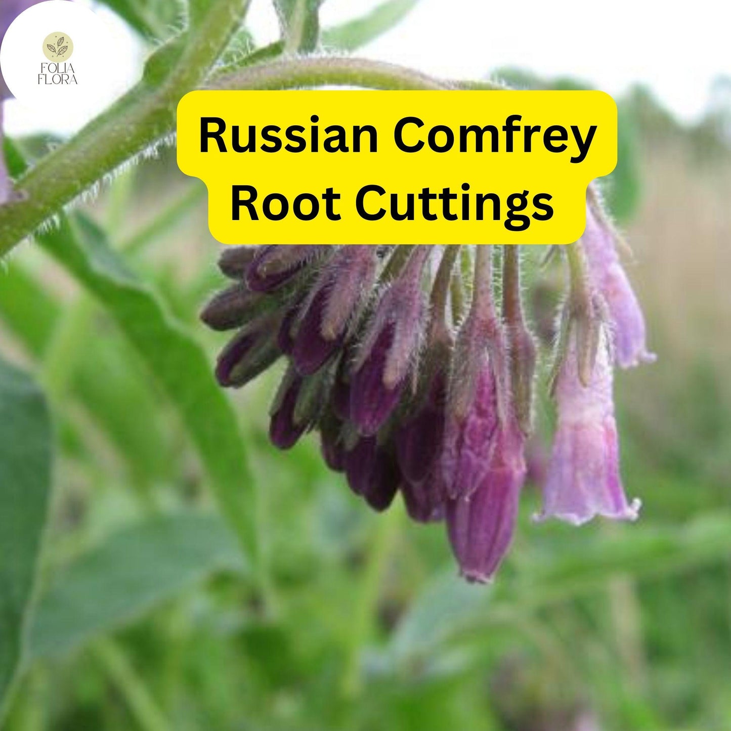 Live Root Cuttings Russian Comfrey - Bocking 14 Cultivar - Perennial Garden Plant