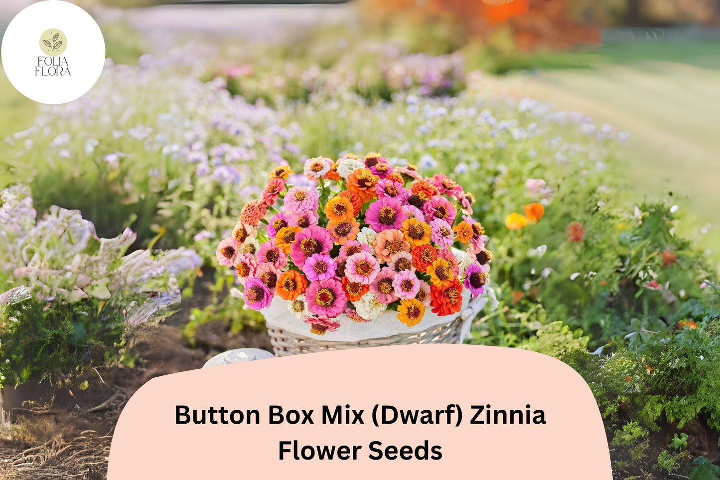 100+ Button Box Mix Zinnia Seeds (Dwarf) – Compact Blooms for Borders, Pots & Garden Beds