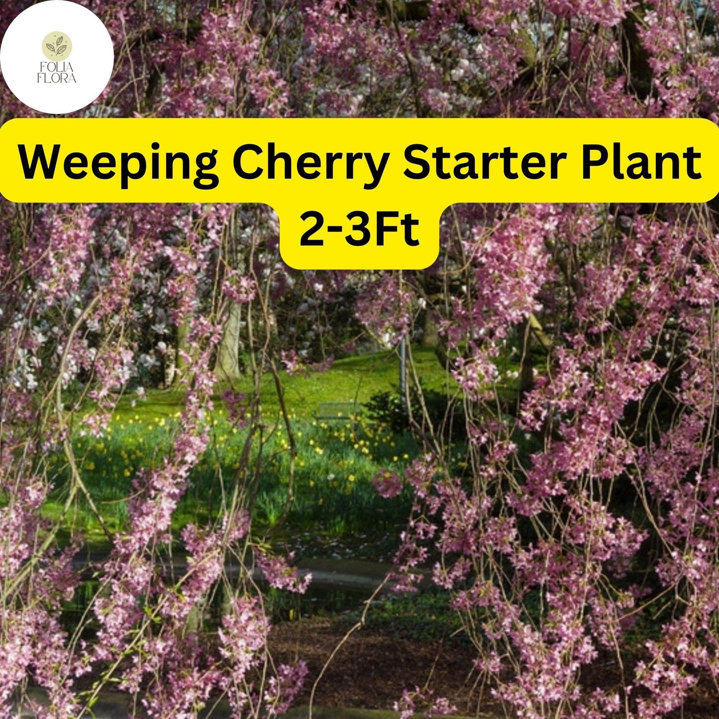 1 Weeping Cherry Tree, 2-3 Ft Tall, Live Flowering Tree, Ready to Plant, Prunus subhirtella