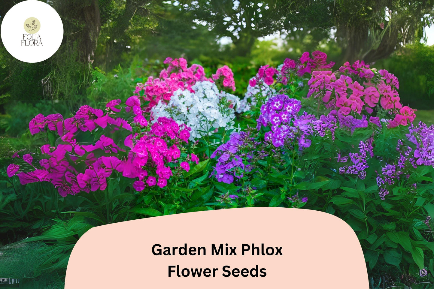 100+ Garden Mix Phlox Seeds for Planting | Phlox drummondii Annual Flower Mix | Colorful Blooms for Beds, Borders & Containers