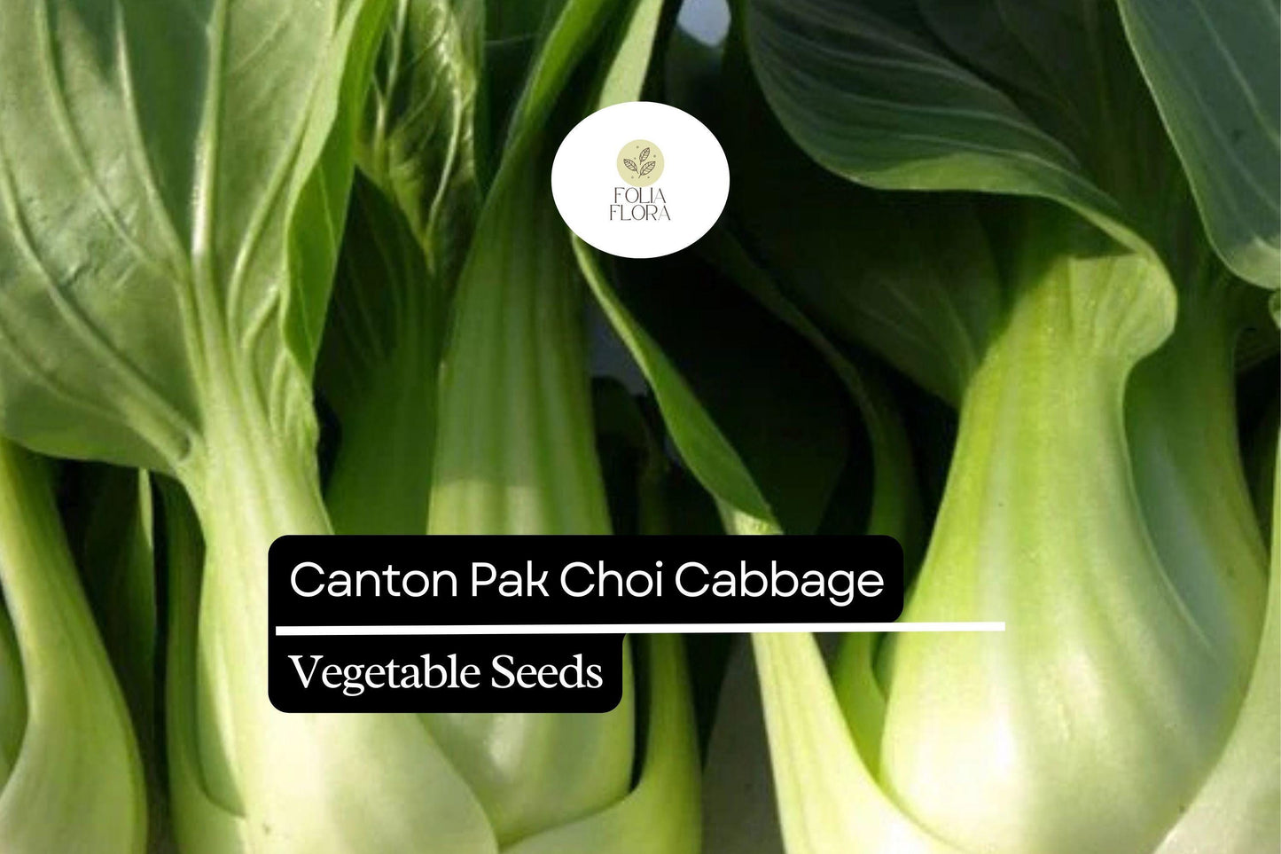 500 Canton Pak Choi Cabbage Seeds – Brassica rapa – Tender Asian Greens, Fast-Growing, Non-GMO, Mild Flavor, Great for Stir-Fries