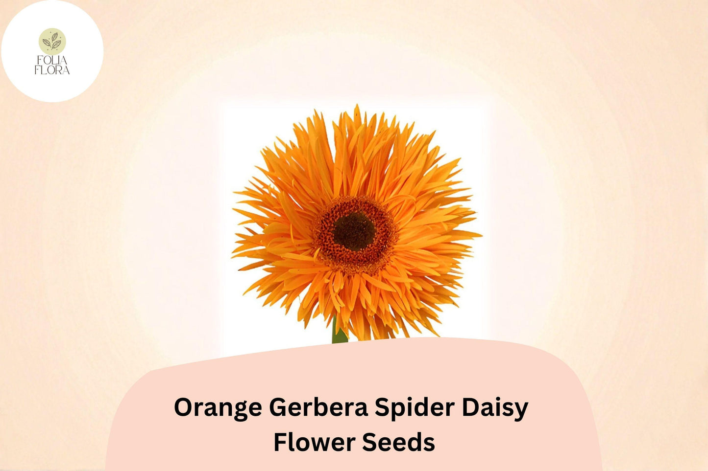 50+ Orange Gerbera Spider Daisy Seeds | Gerbera jamesonii | Unique Petal Shape | Bright Garden Flowers
