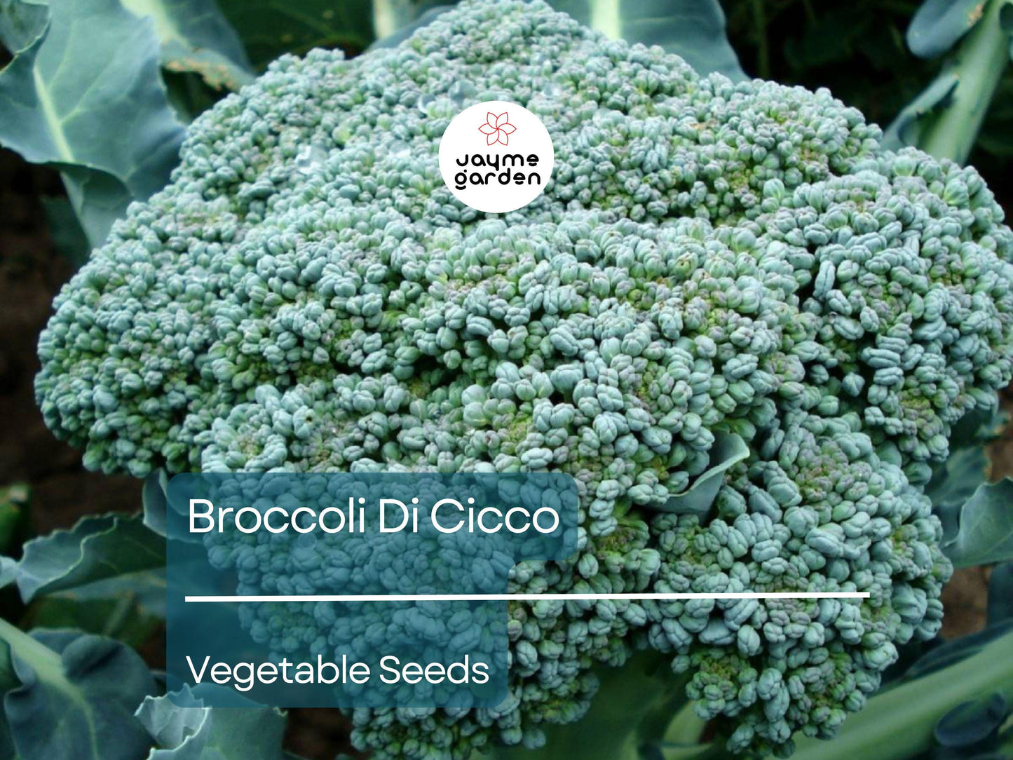 Broccoli Di Cicco 1 Gram Seeds - Heirloom Non-GMO Variety - Tender, Sweet, High-Yield Broccoli for Fresh Eating, Steaming, & Stir-Fries
