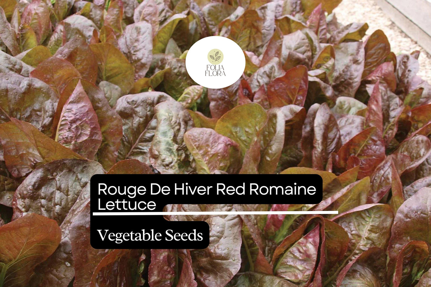 1000 Rouge De Hiver Lettuce Seeds – Lactuca sativa – Heirloom Romaine, Red-Tinted Leaves, Cold Hardy, Non-GMO, Sweet & Tender