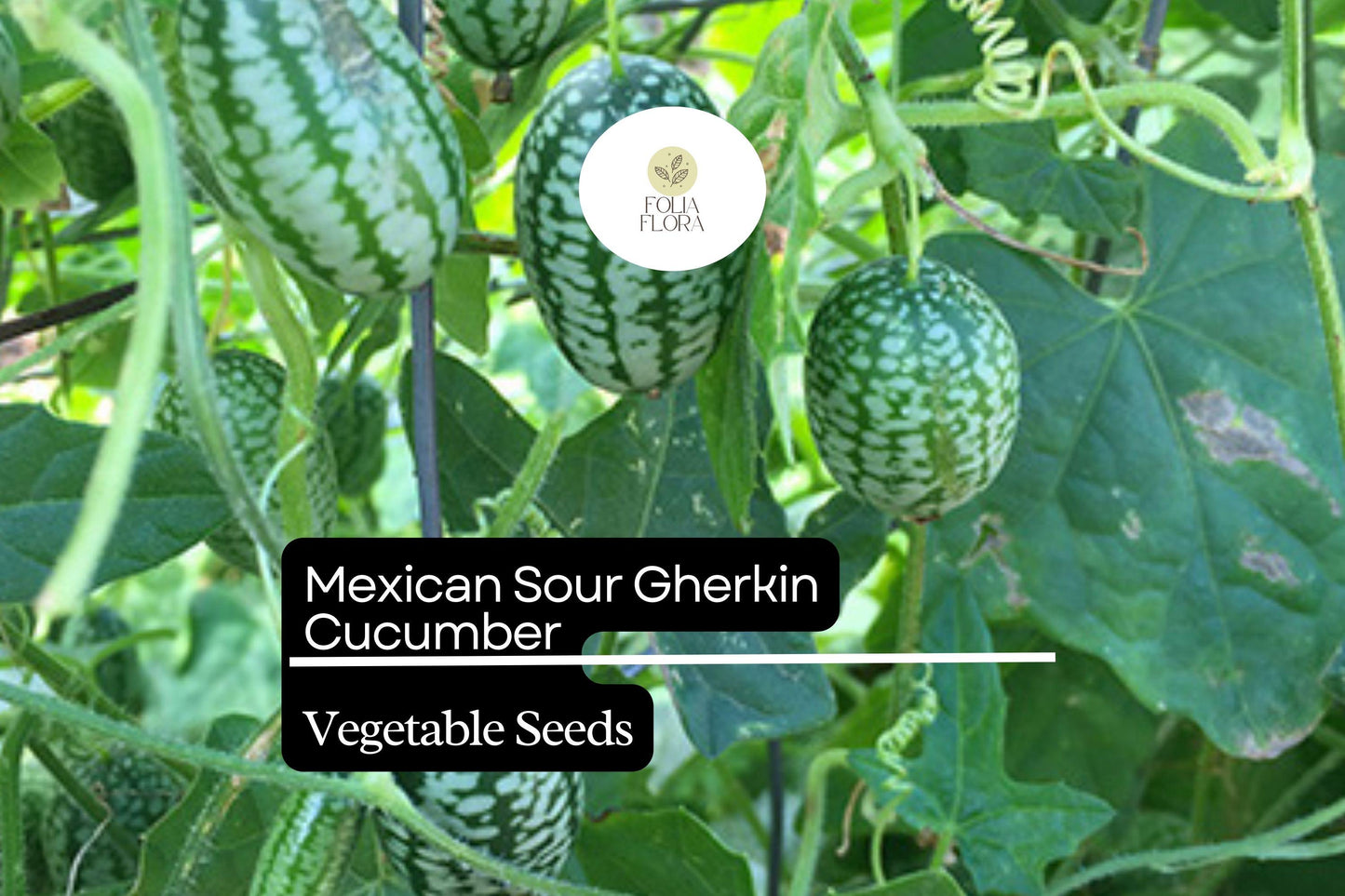 25 Seeds Mexican Sour Gherkin Cucumber (Melothria scabra) – Tiny, Tangy, Heirloom Cucumber