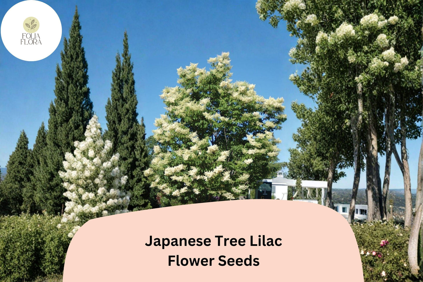 Japanese Tree Lilac Seeds – 10 Syringa amurensis japonica | Ornamental Flowering Garden Tree