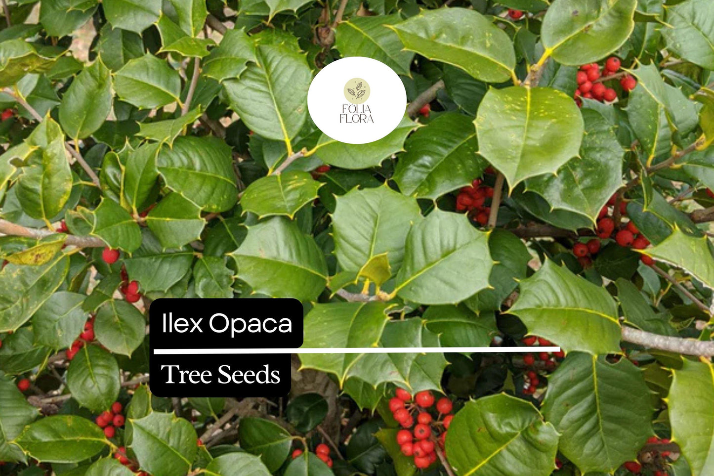 500mg Ilex Opaca, American Holly Seeds, Evergreen Tree with Red Berries
