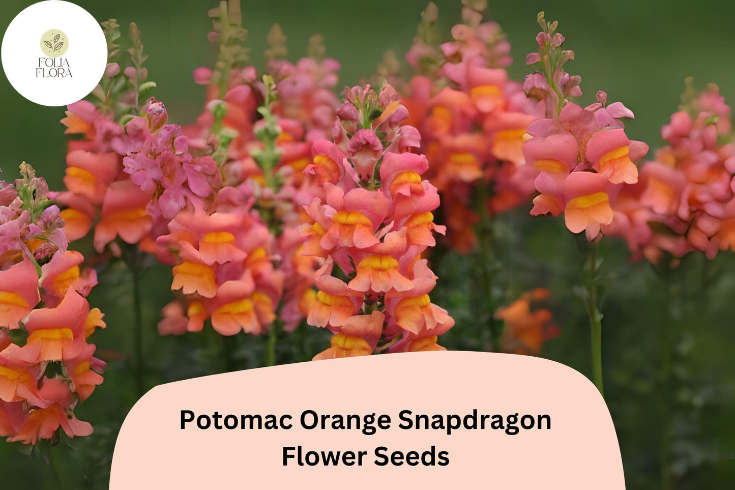 Antirrhinum majus Potomac Orange Snapdragon Seeds – 1000+ Bright Tangerine Blooms for Garden & Cut Flowers
