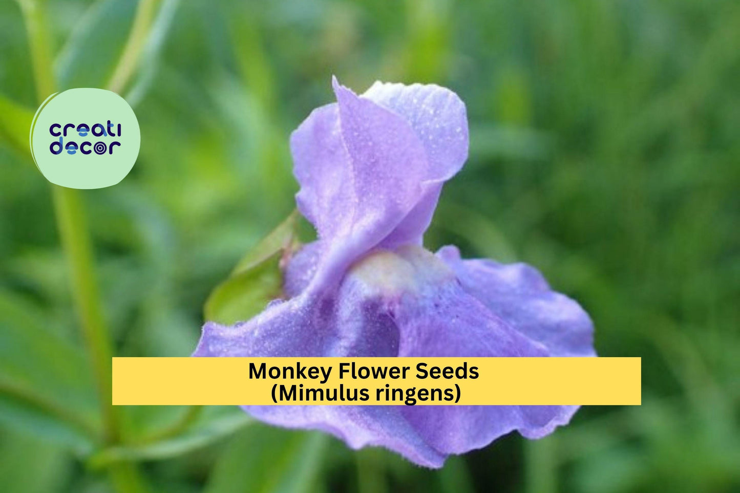 Monkey Flower Seeds (Mimulus ringens) – 5000 Seeds – Purple Native Perennial for Wetland, Pond Edge, and Pollinator Gardens