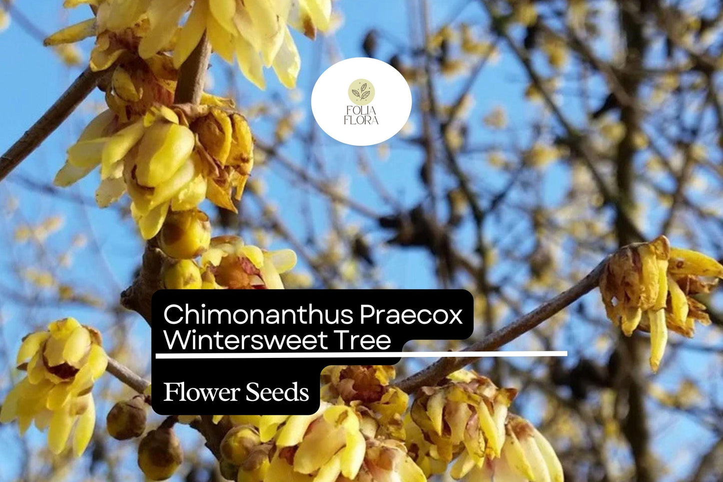 10 Seeds Chimonanthus Praecox Wintersweet Tree | Fragrant Heirloom Shrub | Hardy, Ornamental & Winter-Blooming