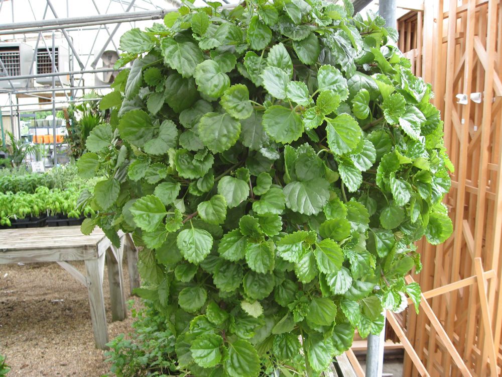 Swedish Ivy Starter Plant (Plectranthus verticillatus) β Easy Care Green Trailing Houseplant with Roots β Indoor/Outdoor Foliage Plant