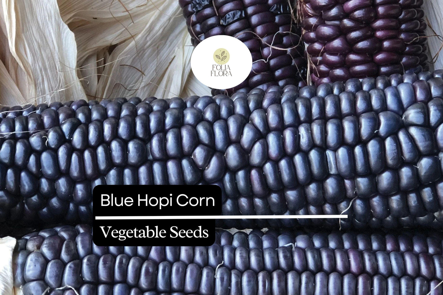 5 Blue Hopi Corn Seeds | Heirloom Blue Maize | Traditional Native Variety for Growing, Crafts & Home Gardens