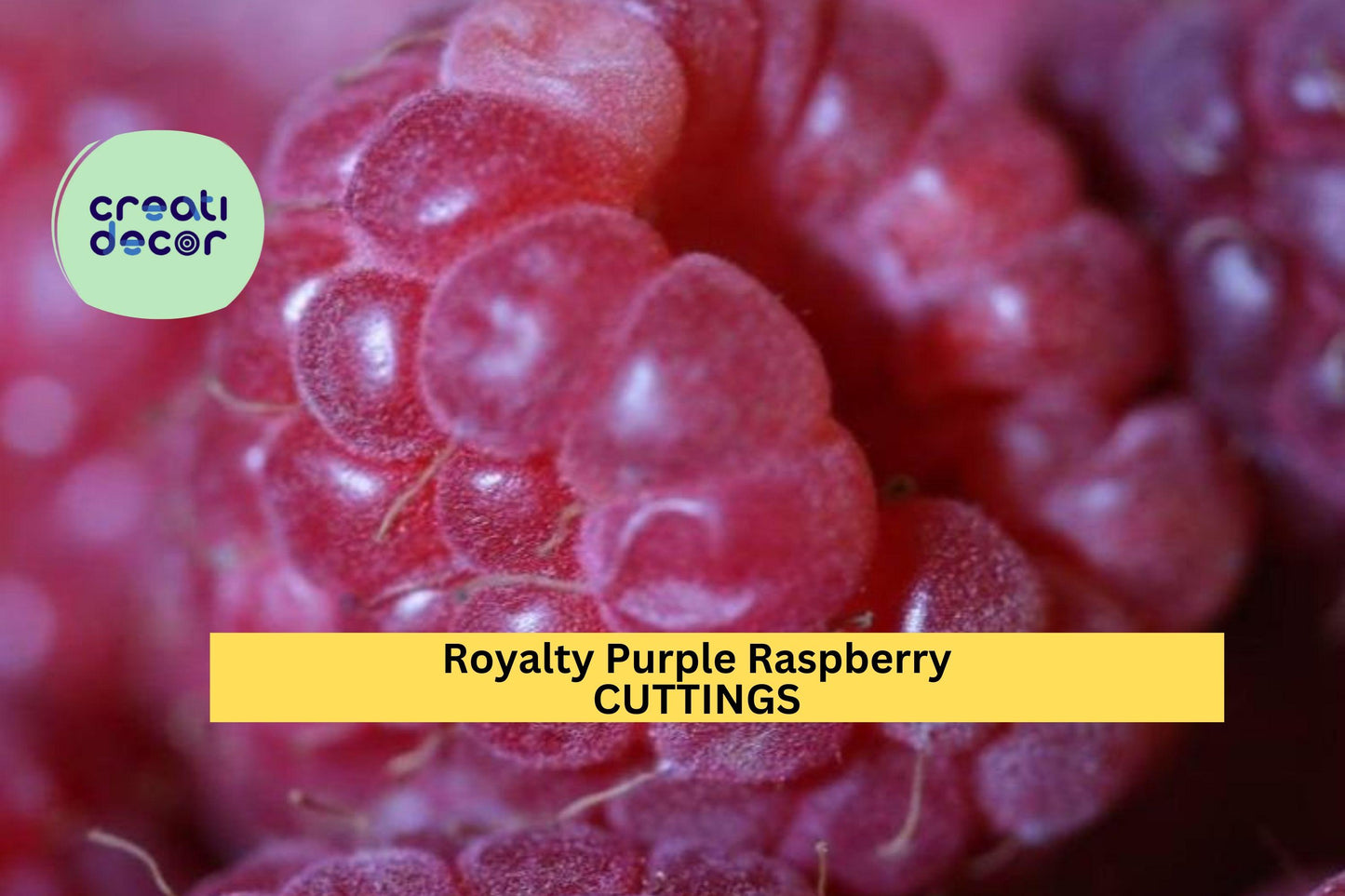 5 Royalty Purple Raspberry Cuttings (10") – Sweet Summer Fruit for Garden Planting, Hardy Berry Bush Variety – Easy to Grow – USA