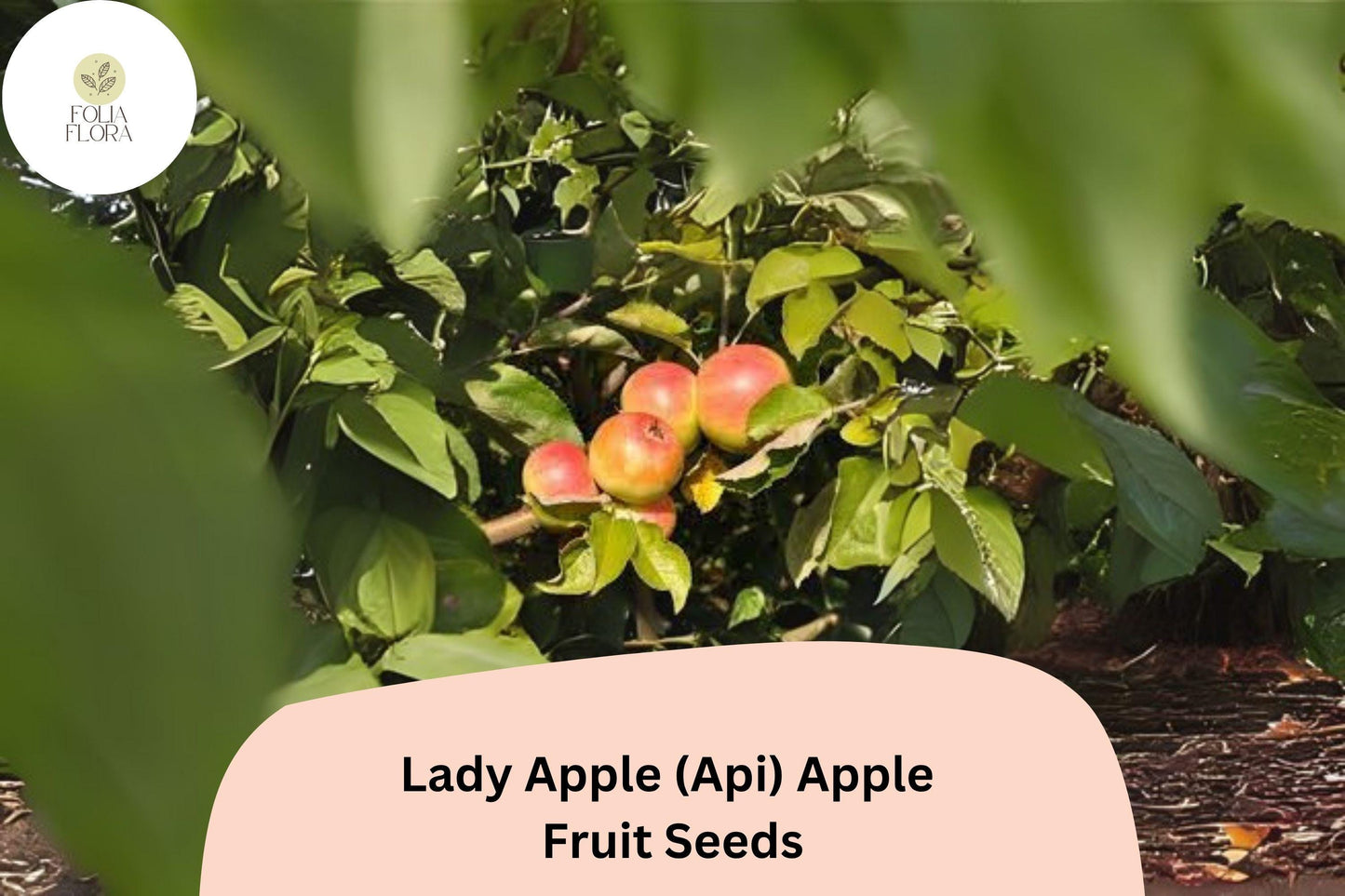 25+ Lady Apple Seeds (Api Variety) | Malus domestica | Miniature Heirloom Apple | Antique French Variety
