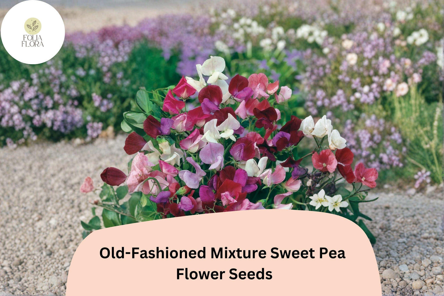 50+ Old-Fashioned Mixture Sweet Pea Seeds | Fragrant Mixed Colors Flowers for Garden Trellis