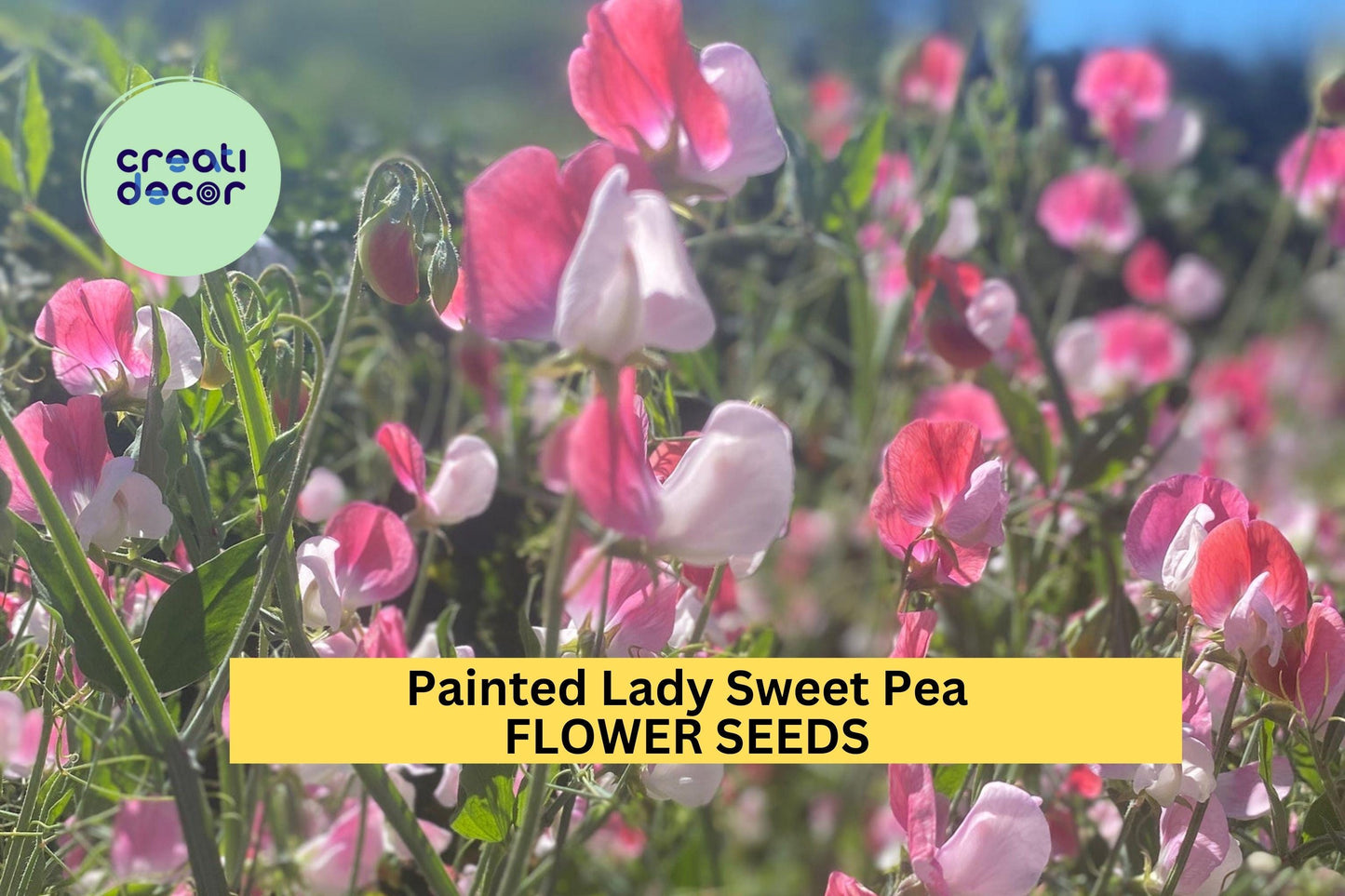 50+ Painted Lady Sweet Pea Seeds – Pink & White Fragrant Blooms for Garden Planting, Climbing Vines for Trellises – USA