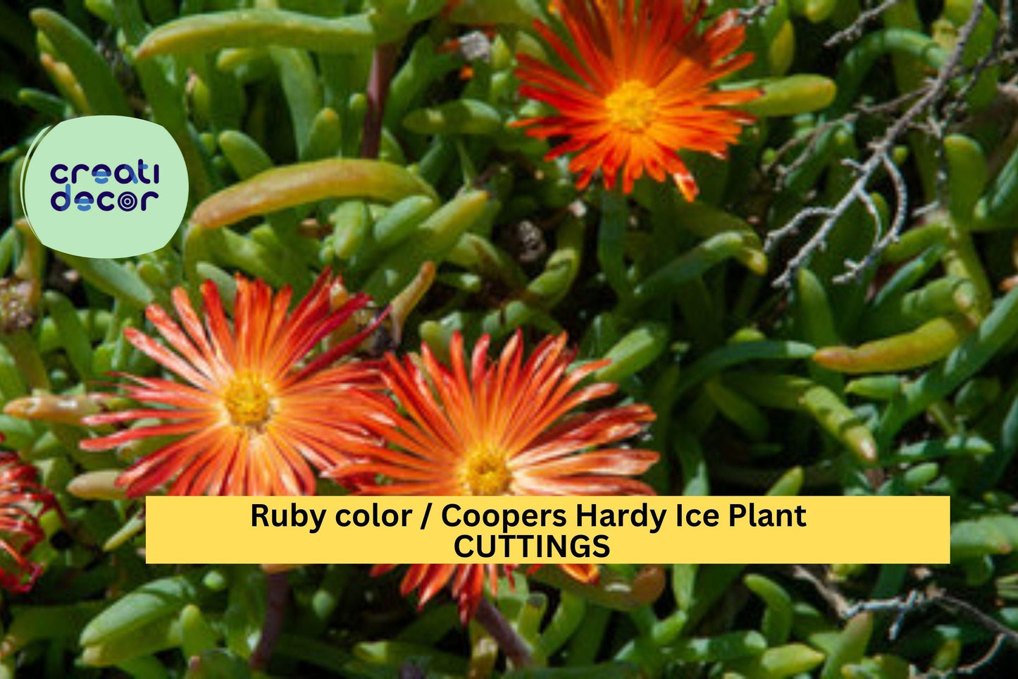 10 Ruby Ice Plant Cuttings | Delosperma Cooperi Ground Cover | 6" Hardy Drought-Tolerant Succulent | Fast Spreading Filler